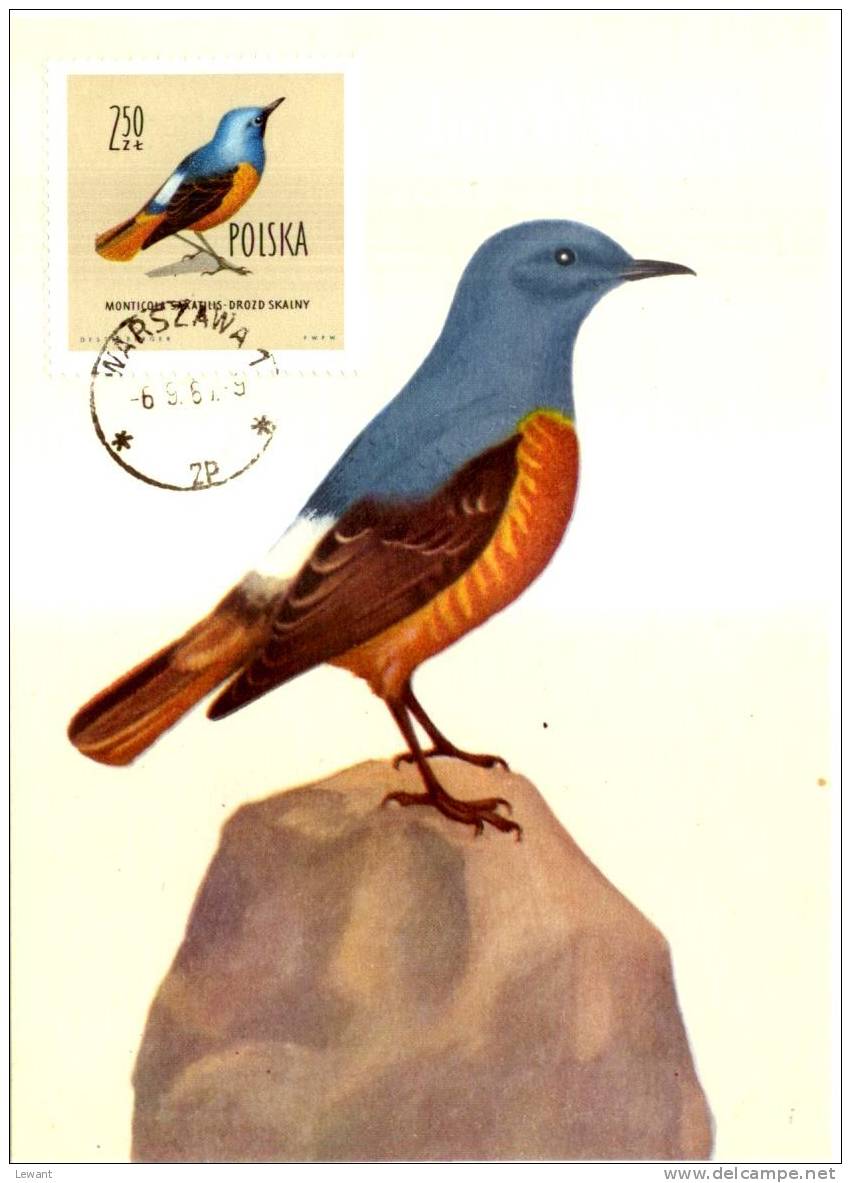 BI 07 - Maximum Card Birds, Vögel - Rock Thrush, Steinrötel (Monticola Saxatilis) - Maximumkaarten