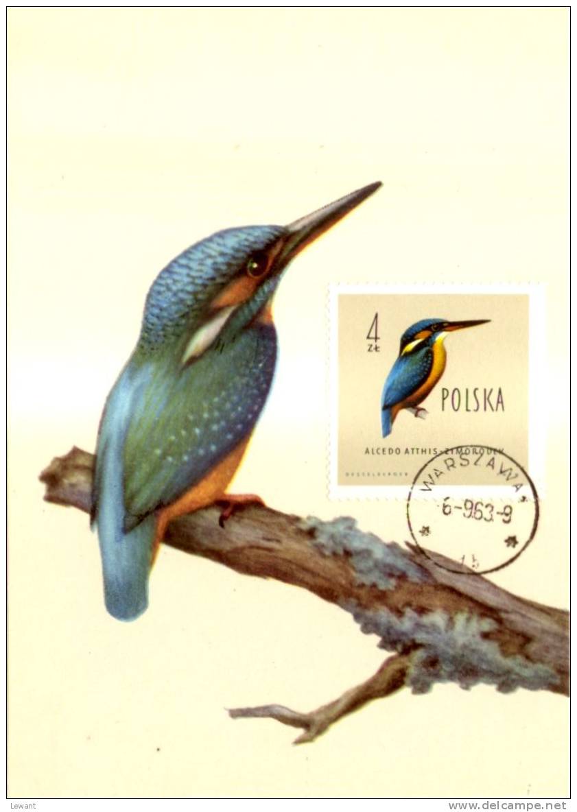 BI 06 - Maximum Card Birds, Vögel - European Kingfisher, Eisvogel (Alcedo Atthis) - Maximumkaarten