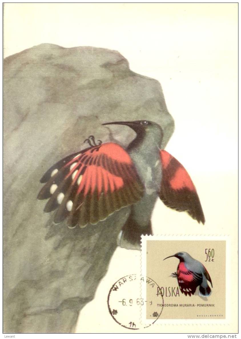 BI 03 - Maximum Card - Bird, Vögel - Wall Creeper, Mauerläufer (Tichodroma Muraria) - Cartes Maximum