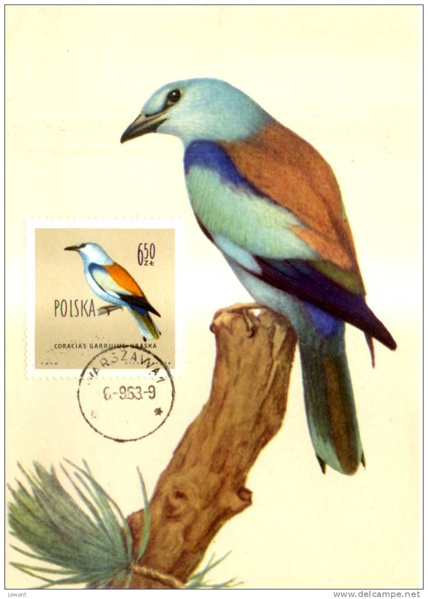 BI 05 - Maximum Card Birds, Vögel European Roller, Blauracke Oder Mandelkrähe (Coracias Garrulus) - Maximumkaarten