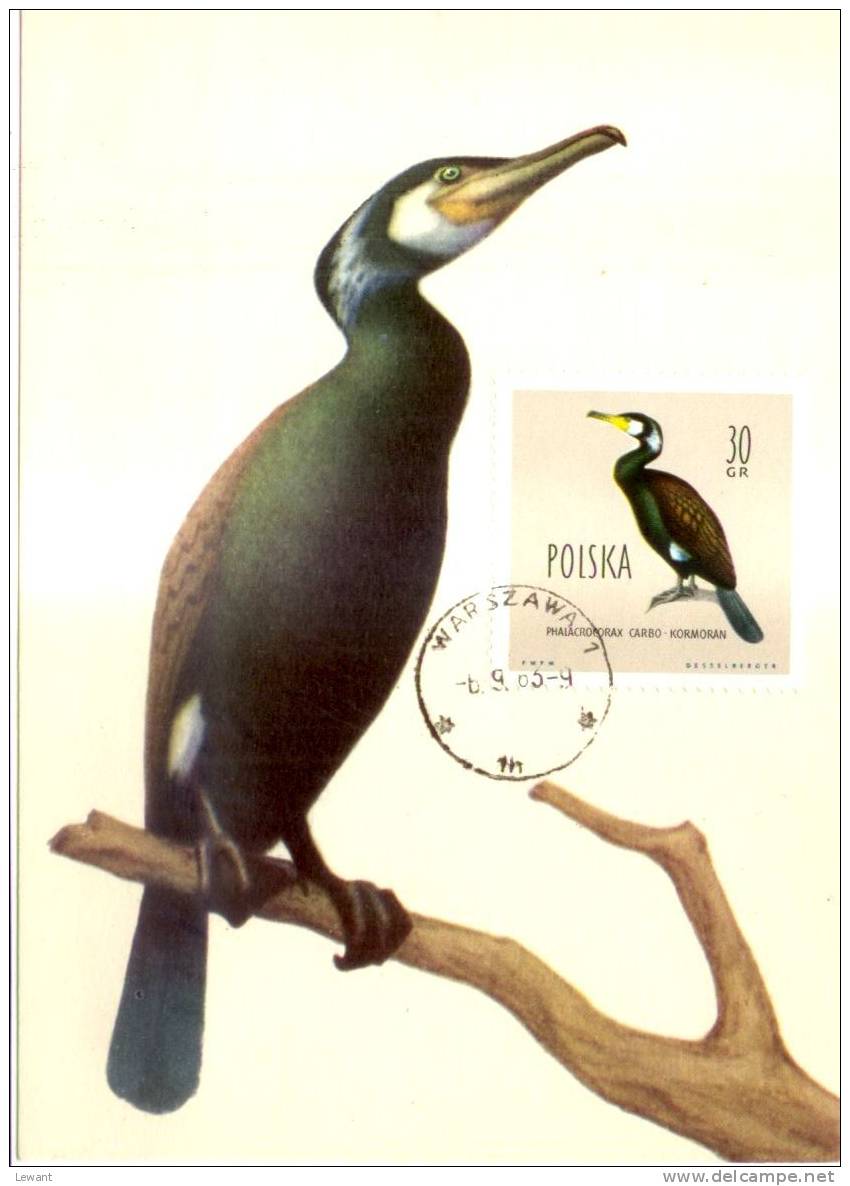BI 09 - Maximum Card Birds, Vögel - Great Cormorant, Gemeiner Oder Europäischer Kormoran (Phalacrocorax Carbo) - Cartes Maximum