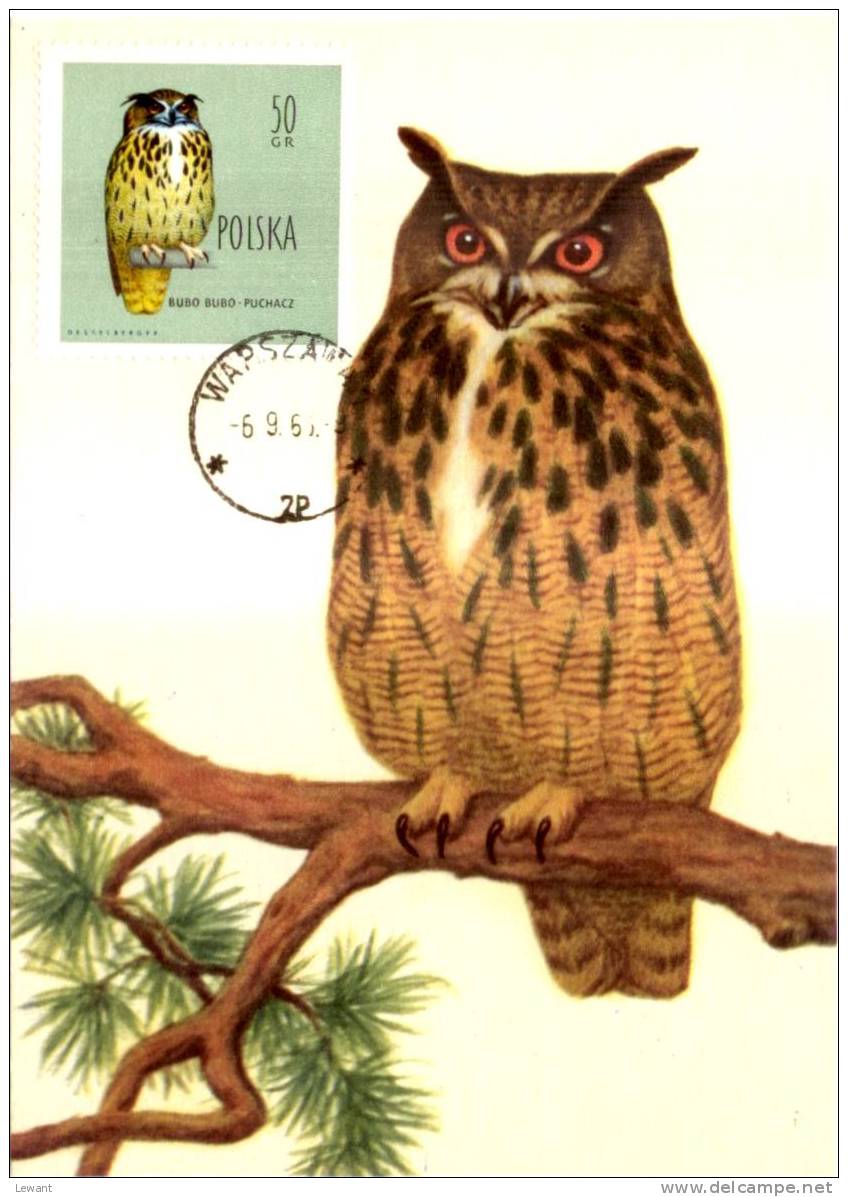 BI 01 - Maximum Card - Bird, Vögel Eagle Owl, Uhu (Bubo Bubo) - Cartes Maximum