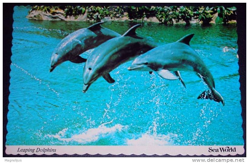 Animals,Dolphin,Sea World,Show,Perfomance,postcard - Delfines