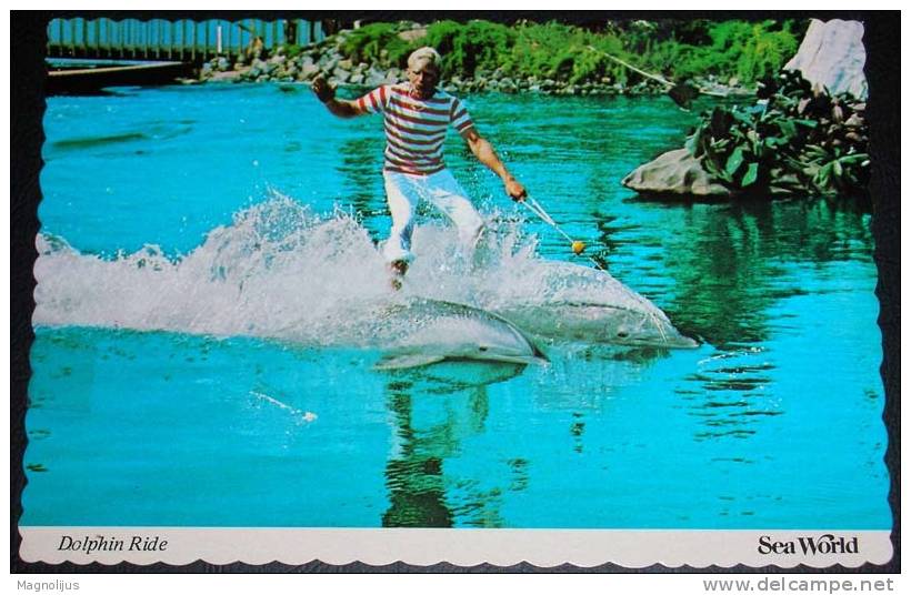 Animals,Dolphin,Roman Ride,Sea World,Show,Perfomance,postcard - Dauphins