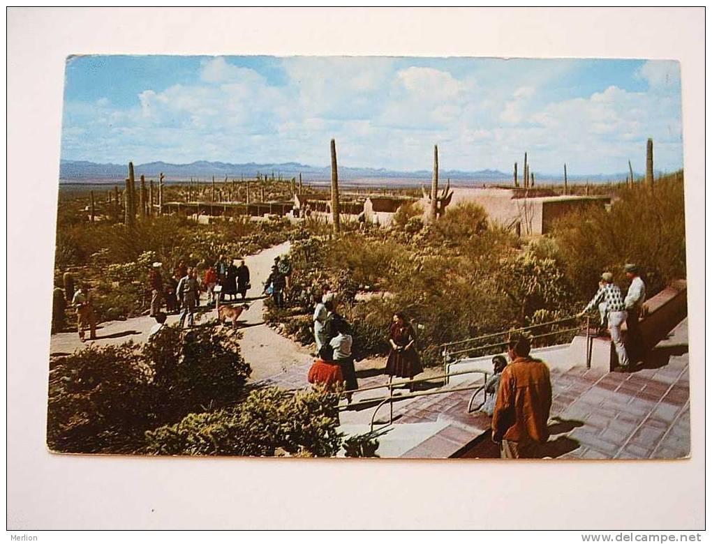 USA - Tucson - Arizona Sonora Desert Museum    Cca 1950-60´s     VF   D27107 - Tucson