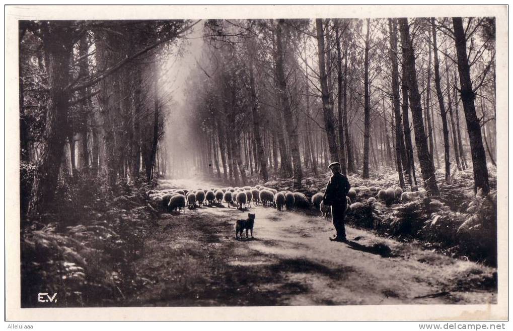 CPA Belle Carte Postale FRANCE Landes - Clairière Avec Moutons - Animée REAL PHOTO - Castets