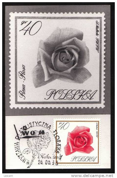 FL 11 - Maximum Card - Flowers, Rose (Rosa) - Maximumkaarten