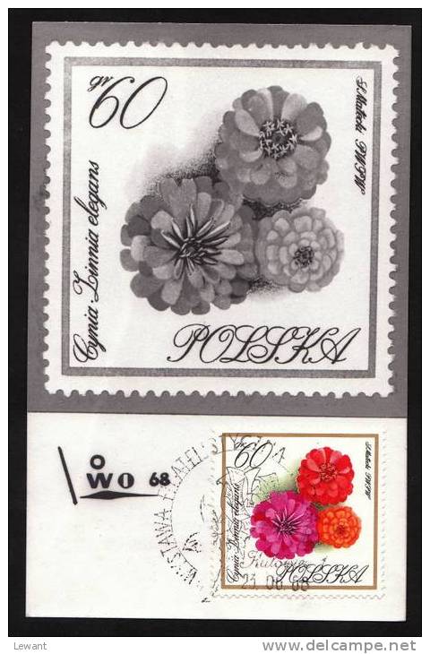 FL 13 - Maximum Card - Flowers, Zinnias (Zinia Elegans) - Cartes Maximum