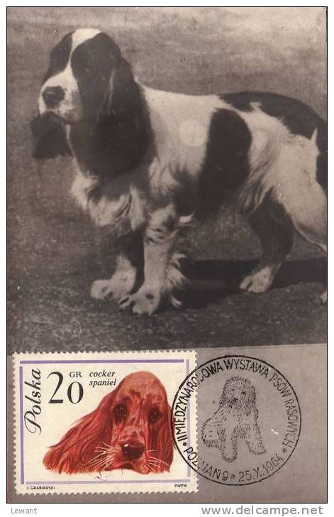 90 Maximum Card - Dog, Cocer Spaniel - Cartes Maximum