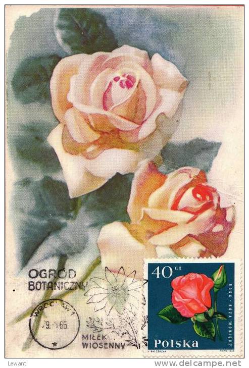 FL 07 - Maximum Card Number - Flowers, Monique Rose (Rosa) - Cartes Maximum