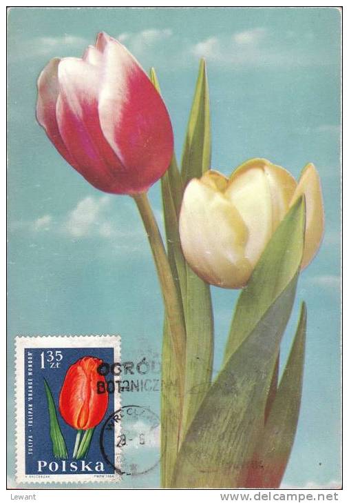 FL 08 - Maximum Card Number - Flowers, Tulip (Tulipa) - Maximumkaarten