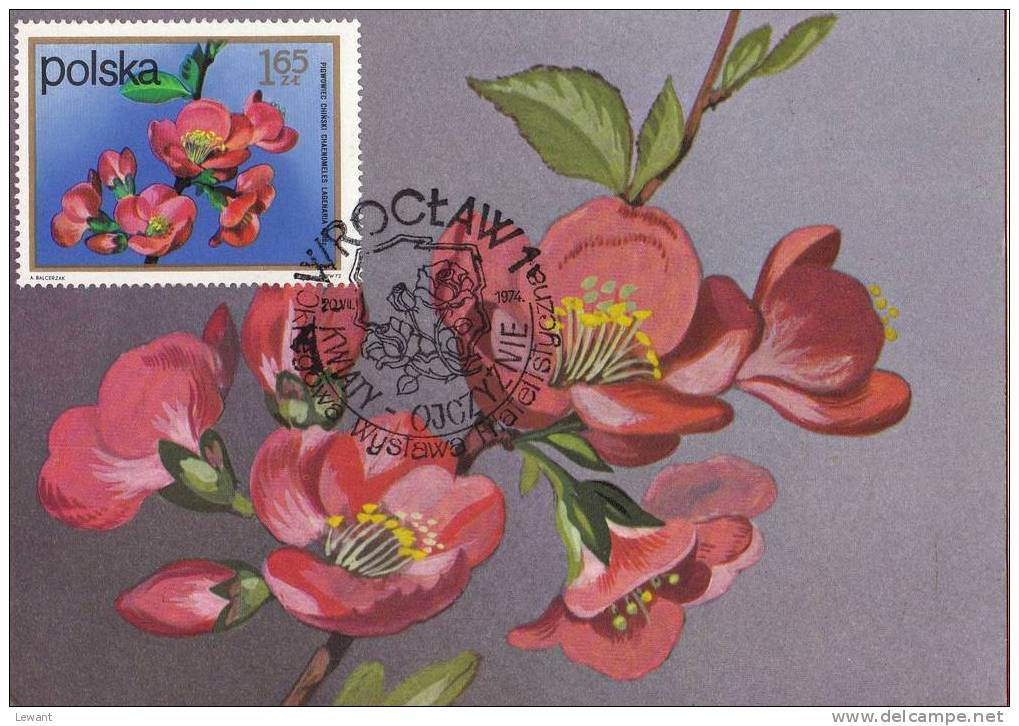 FL 14 - Maximum Card - Flowers, Chinese Quince (Cheanomeles Lagenaria) - Maximumkaarten