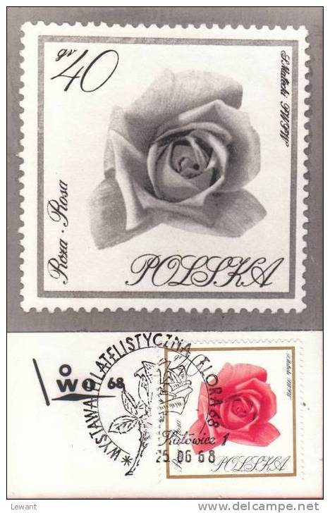 FL 12 - Maximum Card - Flowers, Rose (Rosa) - Cartoline Maximum