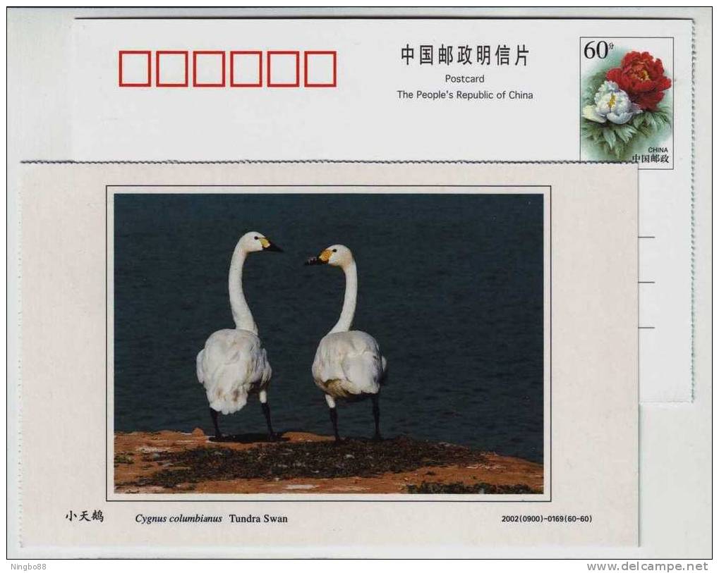 Tundra Swan,China 2002 Dongtan Rare Bird Postal Stationery Card - Cygnes