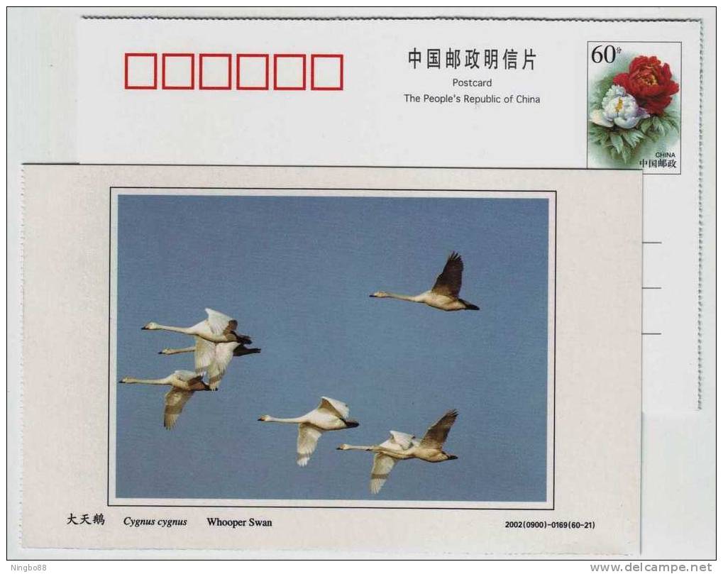 Whooper Swan,China 2002 Dongtan Rare Bird Postal Stationery Card - Cygnes