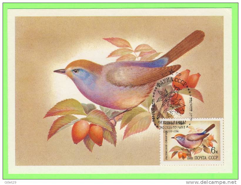 CARTE MAXIMUM - OISEAUX - BIRDS - RUSSIE - CARTES MAXIMUM 1981 - - Maximumkaarten