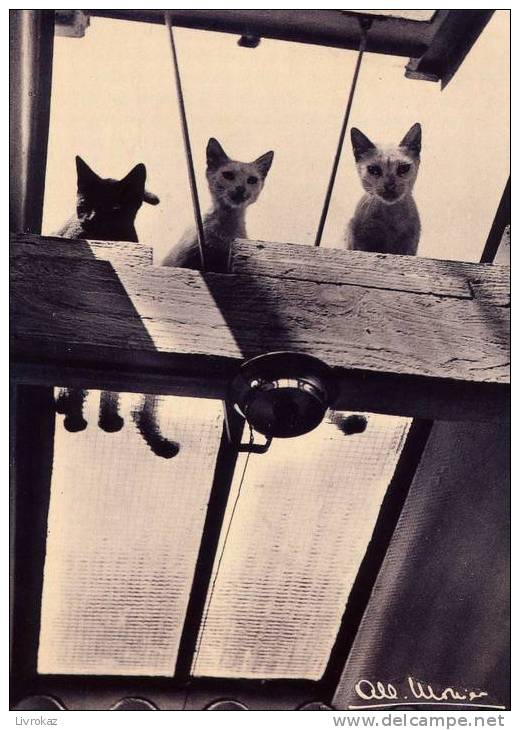 Albert Monier - Les Pauvres (photographie Représentant Trois Chats) - Référence : 825 - Monier