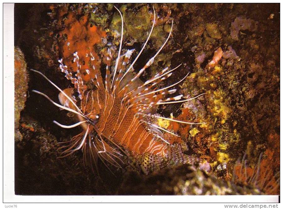 Pterois Antennata  Ou Poisson Scorpion  - DJIBOUTI - FEERIE SOUS MARINE TROPICALE - N°  15 - Fische Und Schaltiere