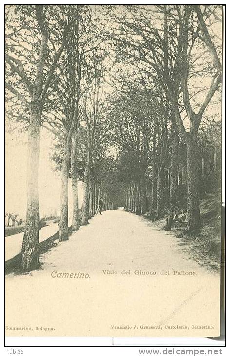 CAMERINO - VIALE DEL GIUOCO DEL PALLONE -B/N  NON VIAGGIATA - ANIMATA - Macerata