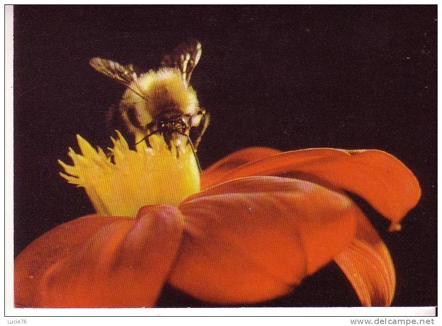 ABEILLE -  Hummel - Insetti