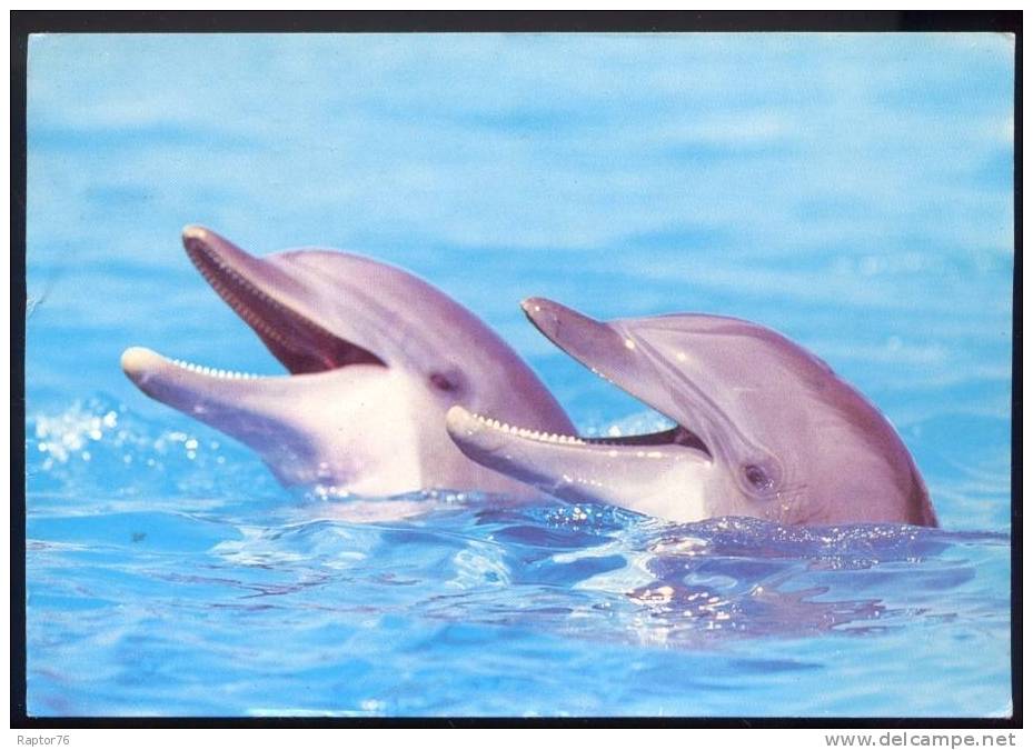 CPM  Animaux  Dauphins - Dolfijnen
