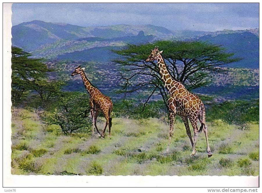GIRAFES - - Giraffen