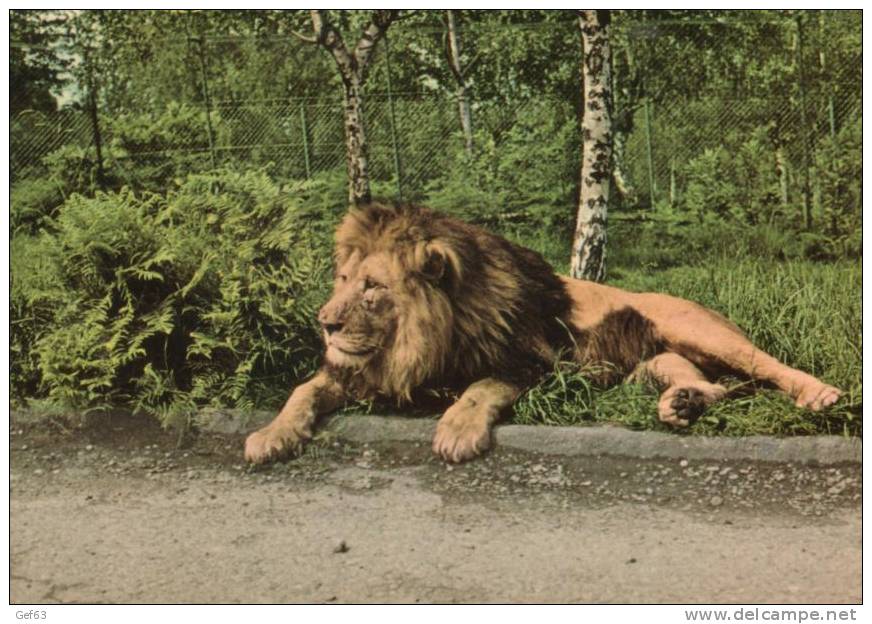 Zoo Safari Del Lago Maggiore (Novara) - Leone / Lion / Der Löwe - Leones