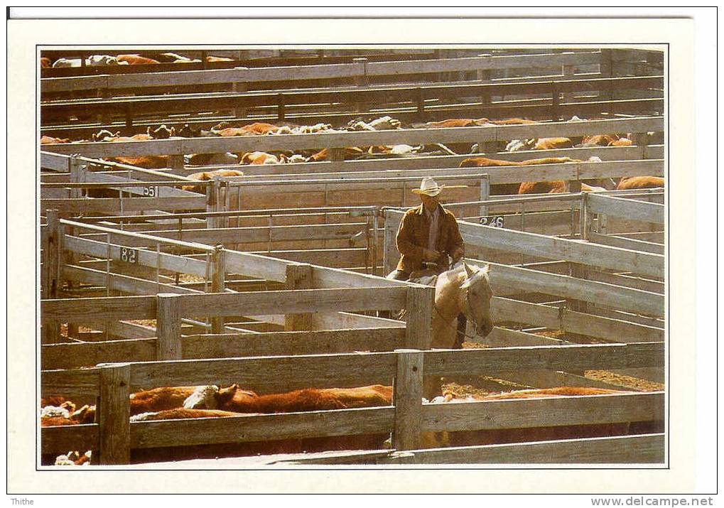 AMARILLO - Cattle In The Corral - Explications En Néerlandais Au Dos - Amarillo