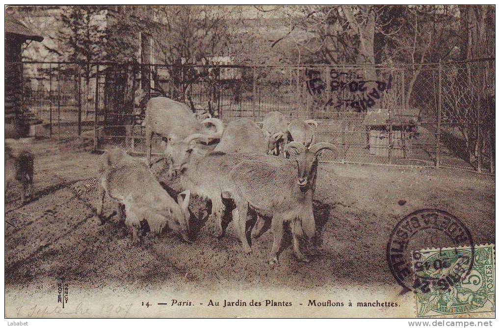 JARDIN DES PLANTES  MOUFLONS A MANCHETTES - Distretto: 13