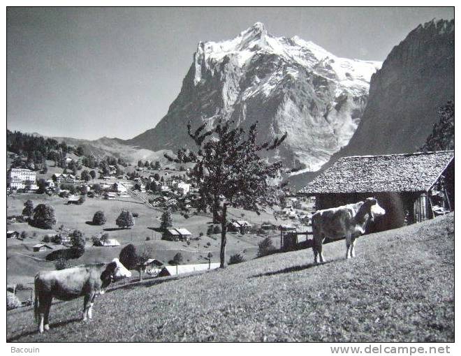 Grindelwald Mit Wetterhorn - Grindelwald