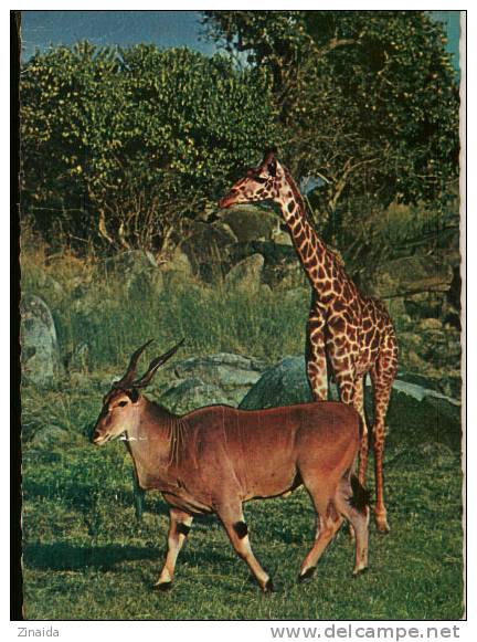 CARTE POSTALE D UNE GIRAFFE ET ELAN DU CAP - Girafes