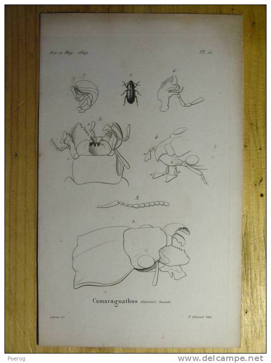 GRAVURE Sur Planche SCARABEE De 1849 - CAMARAGNATHUS GUERINII BOCANDE - BUG Scarabees Beetle Bugs LEBRUN SC. - Collections