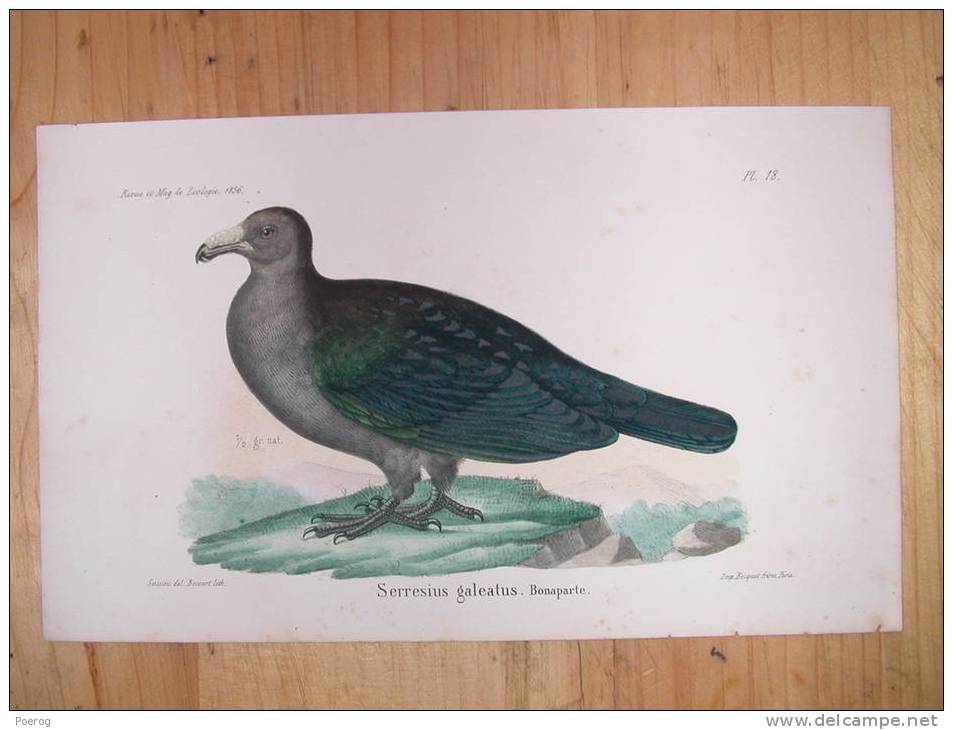 Ancienne Gravure Couleur - 1856 - OISEAU - SERRESIUS GALEATUS BONAPARTE - BIRD PRINT Oiseaux - Collections