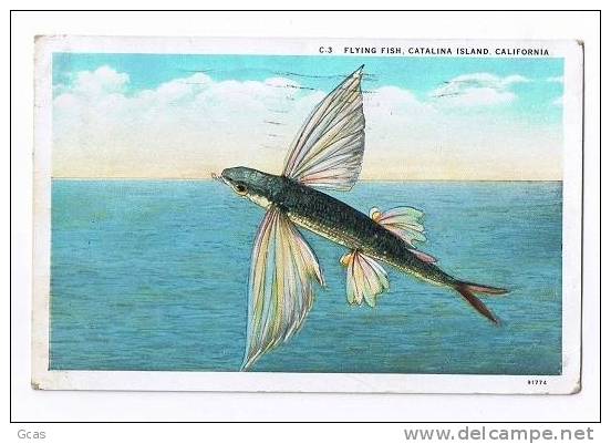 Flying Fish, Catalina Island California - Poissons Et Crustacés