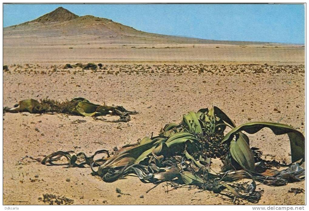 Namib - Welwitschia - Namibië