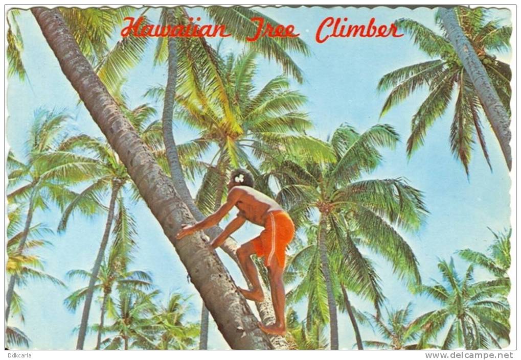 Hawaii - Coconut Tree Climber - Maui