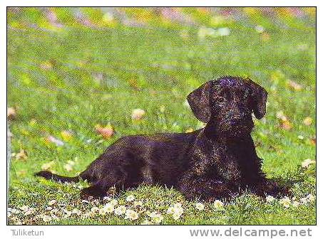 Westfalenterrier - Terrier - Dog - Chien - Cane - Hund - Hond - Perro - Chiens