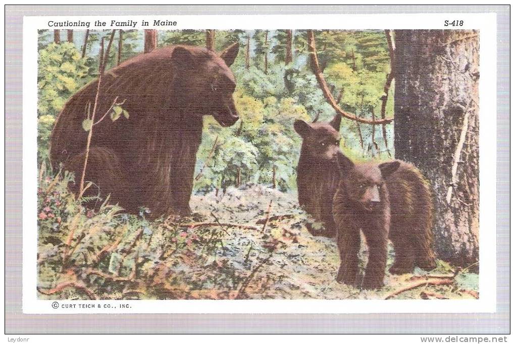 Mother And Cub Bears - Cautioning The Family In Maine - Osos