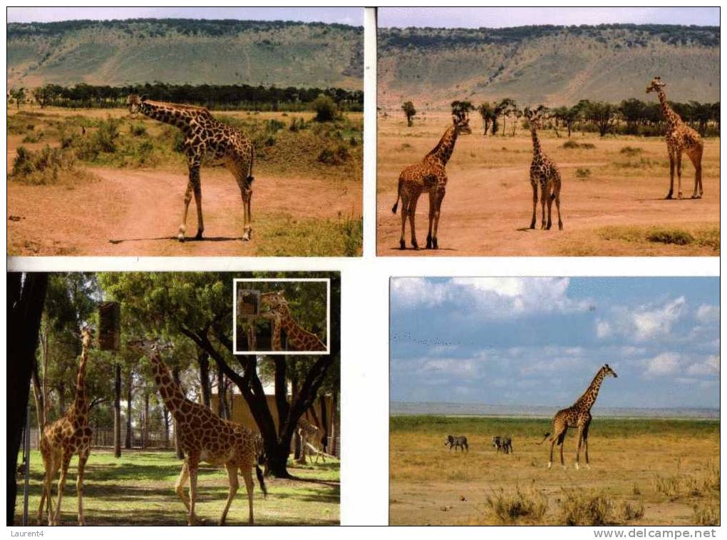 4 Giraffe Postcards - 4 Carte De Giraffe - Girafes
