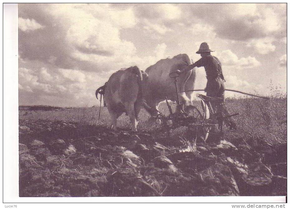 Une Scène De LABOURAGE Vers 1950 Dans Les Bouches Du Rhône - Attelage De Boeufs  - Collection Sélection Reader´s Digest - Landwirtschaftl. Anbau