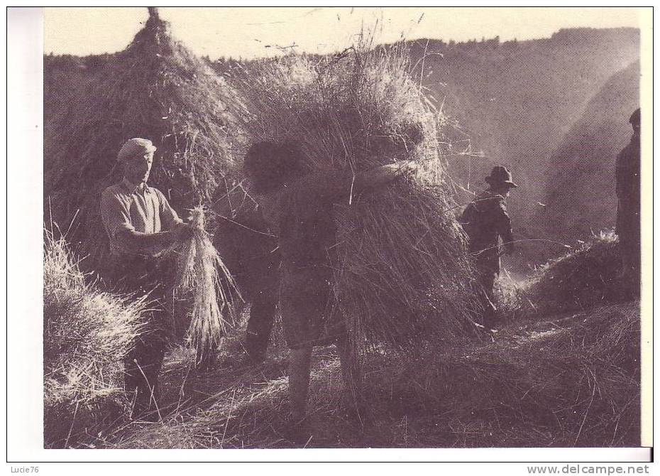 Le BATTAGE Du BLE Dans Le CANTAL En 1949      - Collection Sélection Reader´s Digest - Landwirtschaftl. Anbau