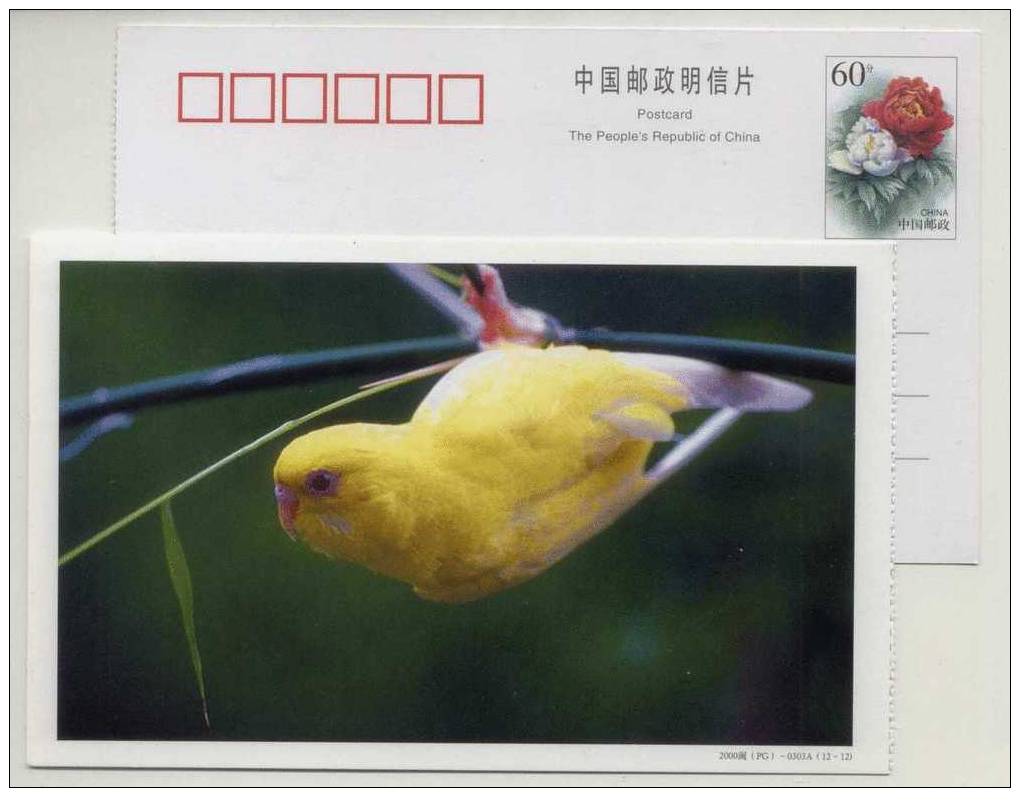 China 2000 Loving Bird Budgerigars Yellow Parrot Postal Stationery Card - Perroquets & Tropicaux