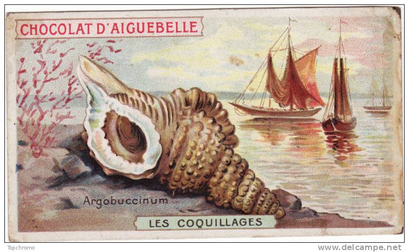 CHROMO Aiguebelle Les Coquillages Argobuccinum Méditerranée Bateau Voiliers - Aiguebelle