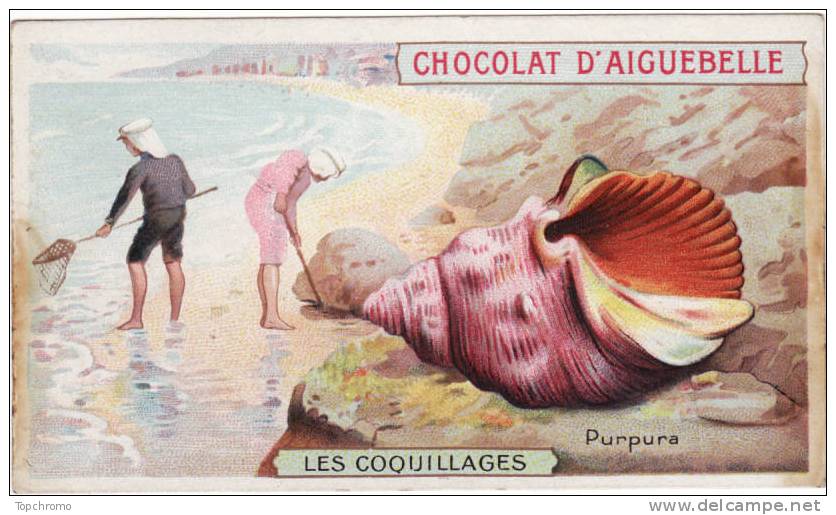 CHROMO Aiguebelle Les Coquillages Purpura Océan Près De Biarritz  Pêcheurs - Aiguebelle