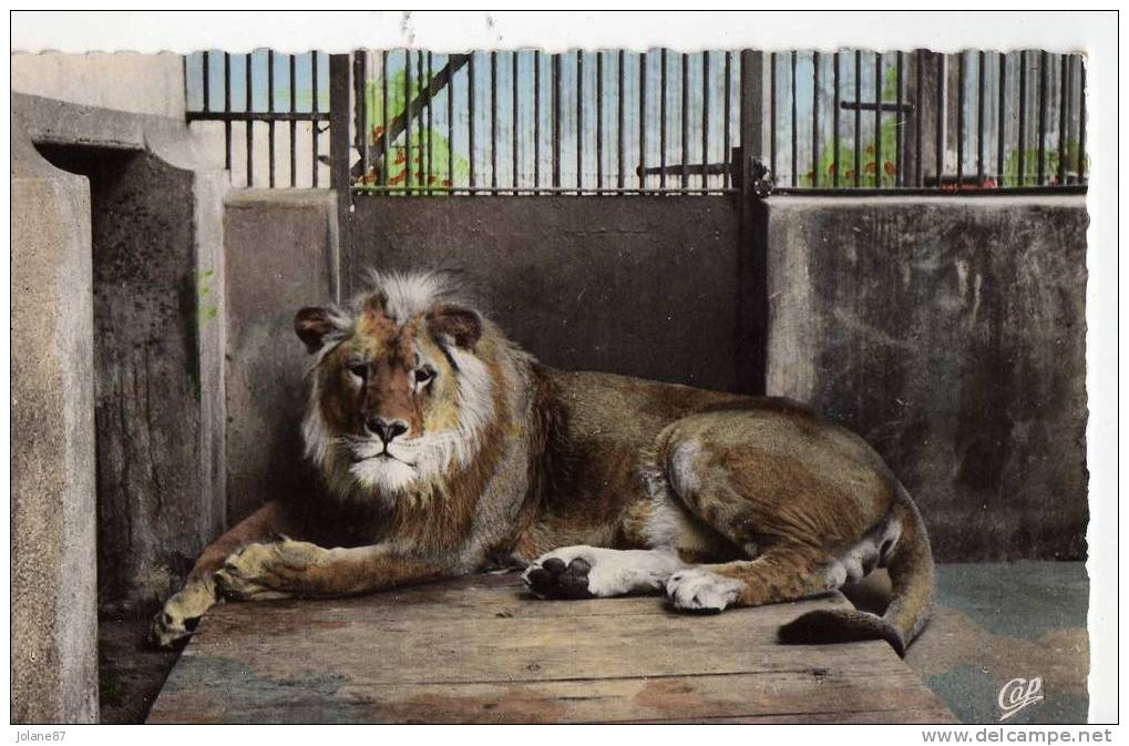 CPA    COULEUR  69  LYON      PARC DE LA TETE D´OR     BRUTUS LE LION - Lions