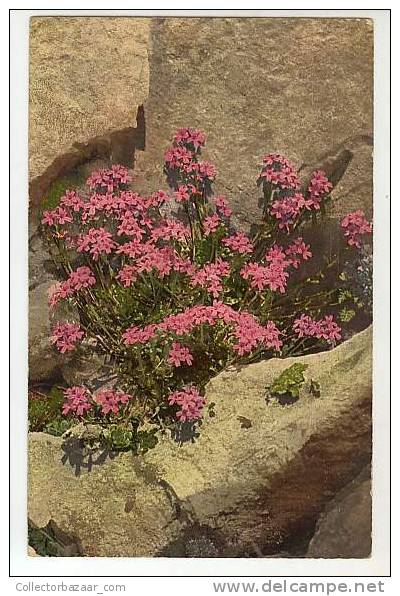 VINTAGE POSTCARD POSTAL CPA Flowers Rocks Erinus Alpinus, Alpen=Leberbalsam - Otros & Sin Clasificación