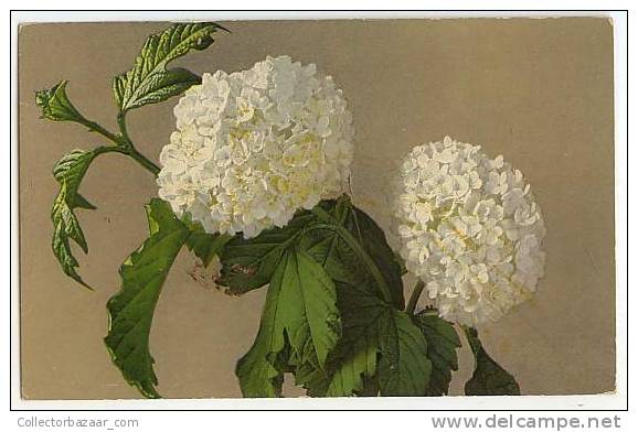 VINTAGE POSTCARD POSTAL CPA White Flowers - Other & Unclassified