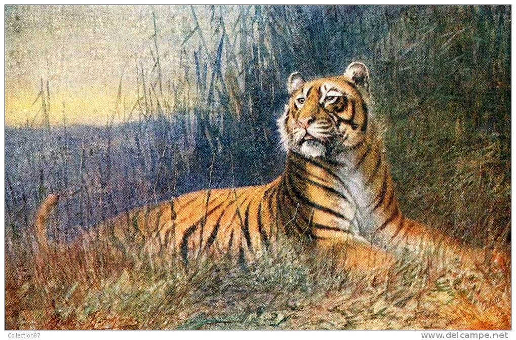 ILLUSTRATEUR  RAPHAEL TUCK  - OILETTE  N° 8785  WILD ANIMALS - FAUVE - TIGRE - Tuck, Raphael