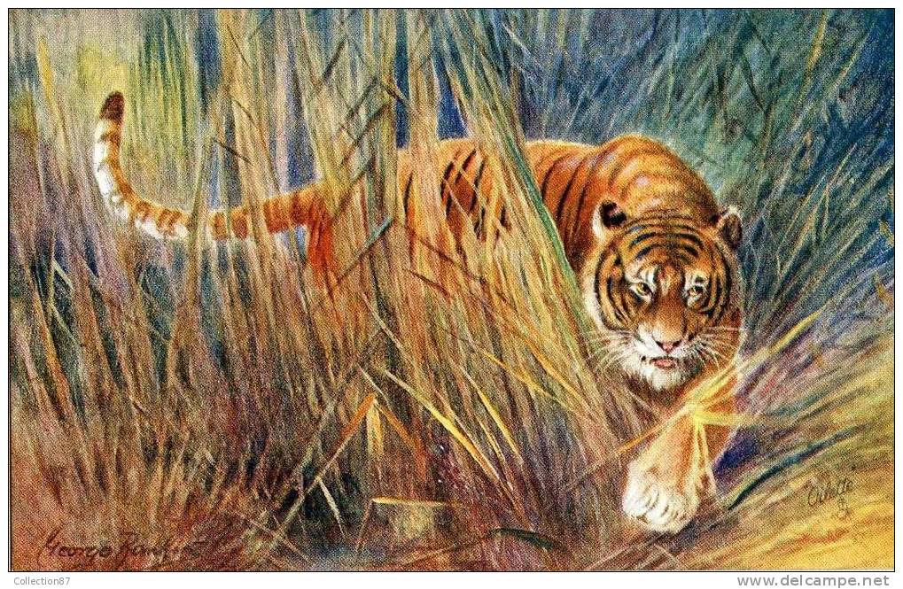 ILLUSTRATEUR  RAPHAEL TUCK  - OILETTE  N° 8785  WILD ANIMALS - FAUVE - TIGRE - Tuck, Raphael