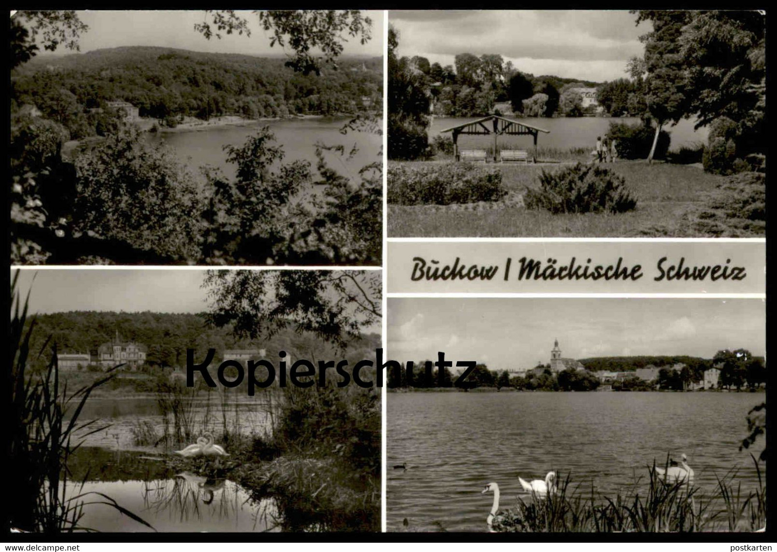 ÄLTERE POSTKARTE BUCKOW MÄRKISCHE SCHWEIZ SCHWÄNE SCHWAN Brandenburg Kreis Strausberg Cpa Postcard AK Ansichtskarte - Buckow